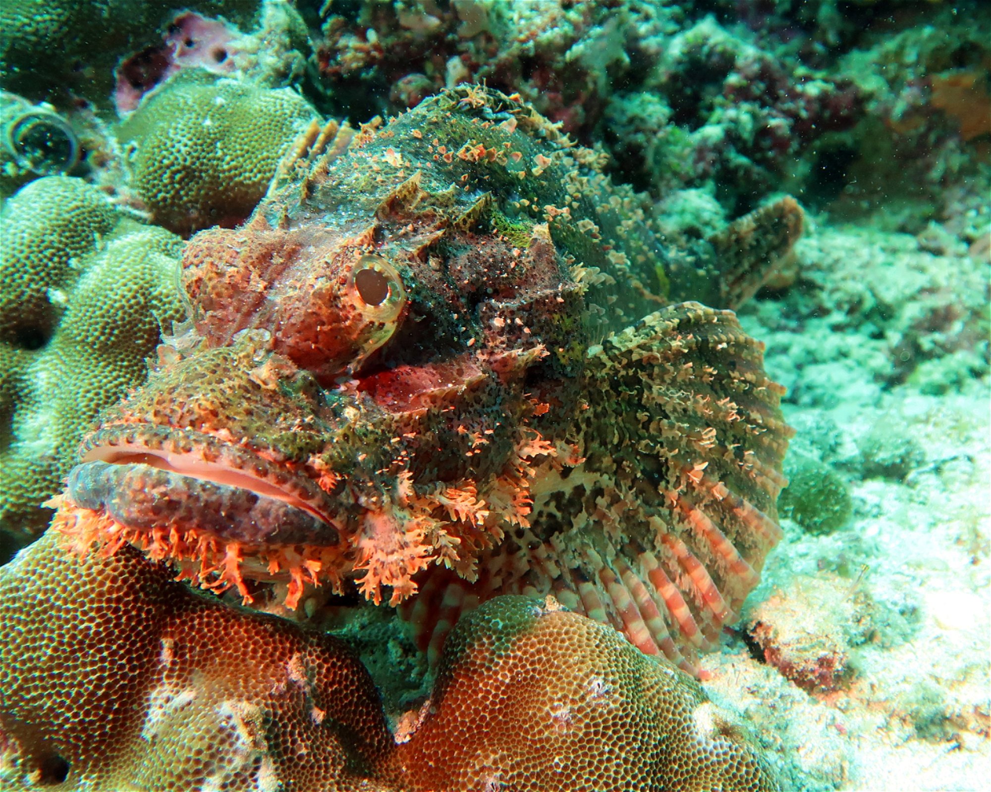 DivePoint Meedhupparu, 960 Meedhupparu