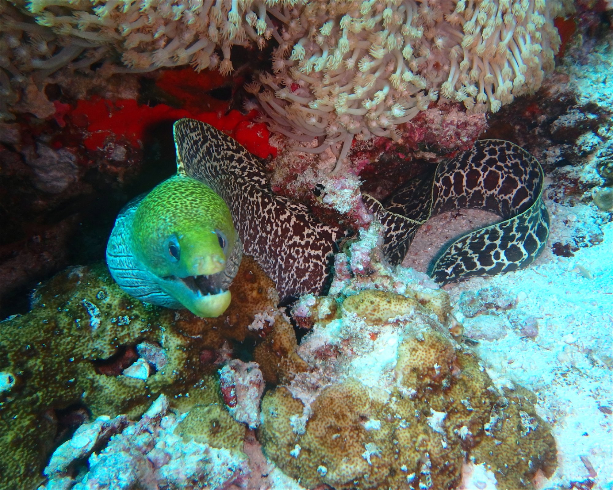 DivePoint Meedhupparu, 960 Meedhupparu