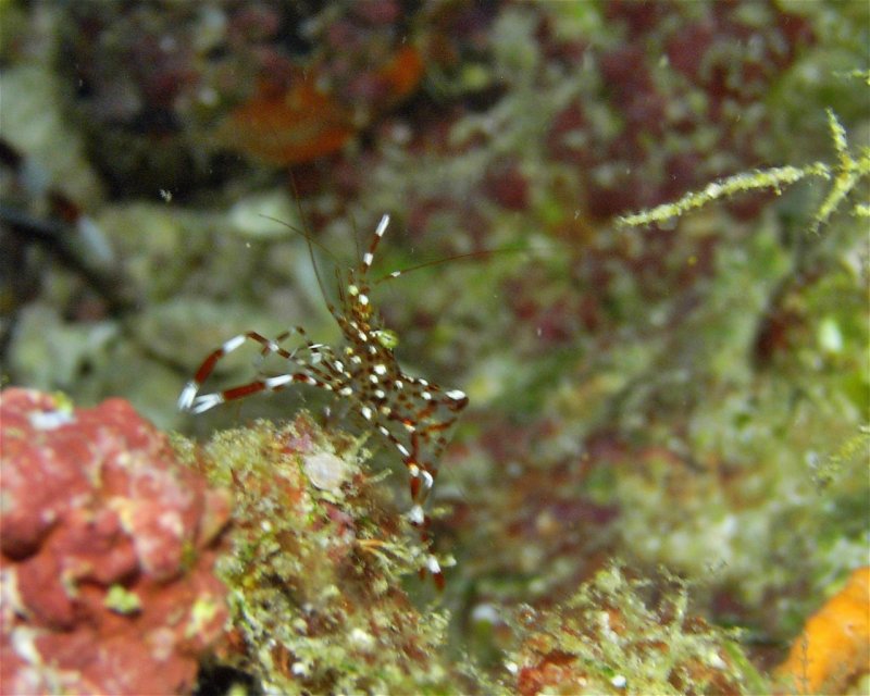 Divesite Image