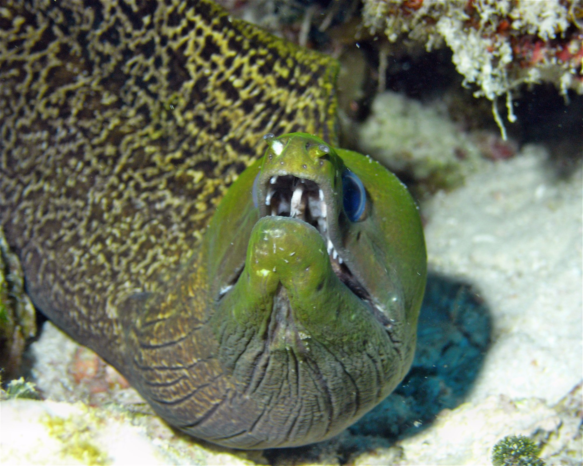 DivePoint Meedhupparu, 960 Meedhupparu
