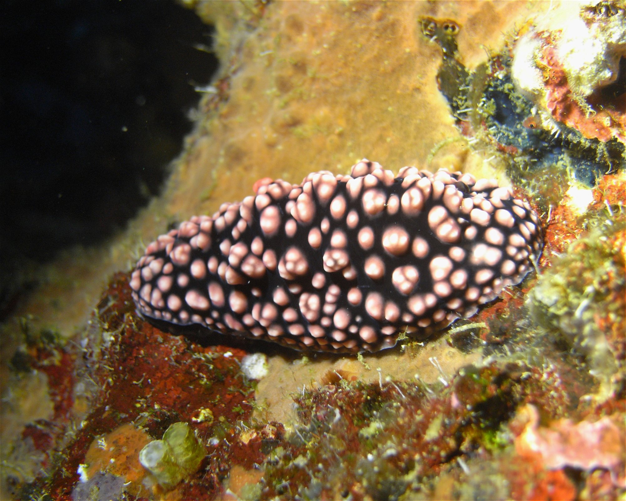DivePoint Meedhupparu, 960 Meedhupparu