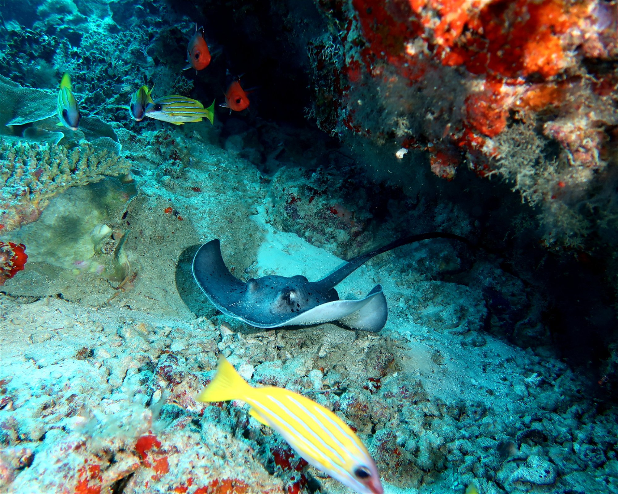 DivePoint Meedhupparu, 960 Meedhupparu
