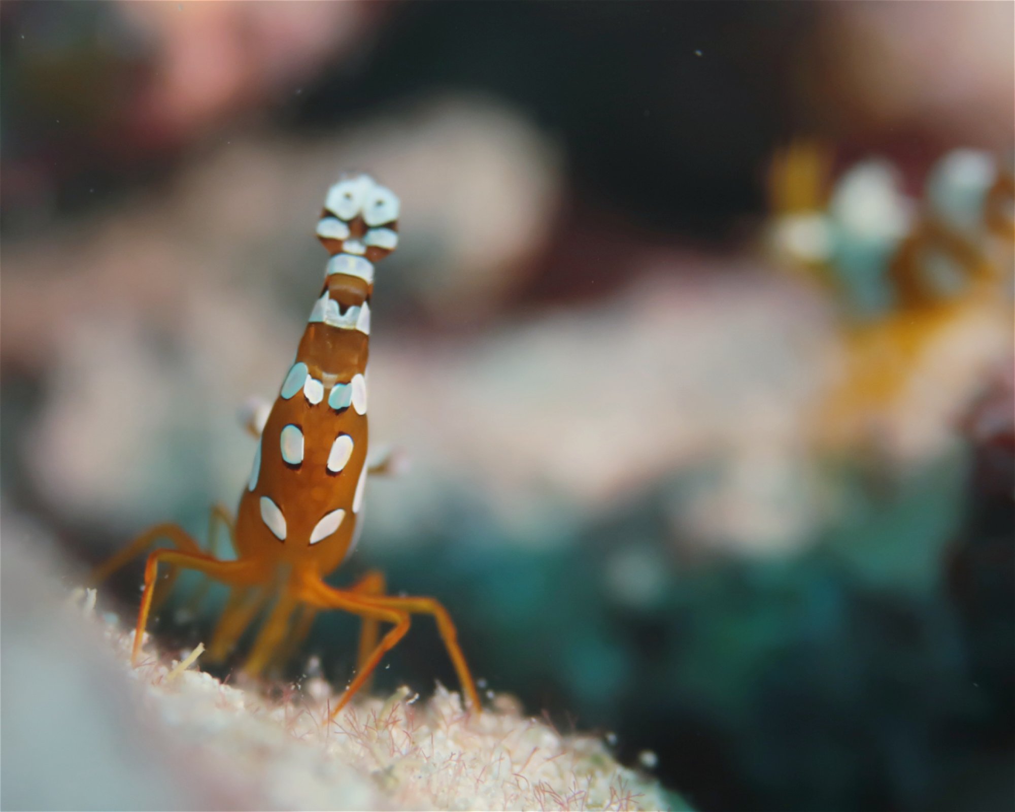 DivePoint Meedhupparu, 960 Meedhupparu