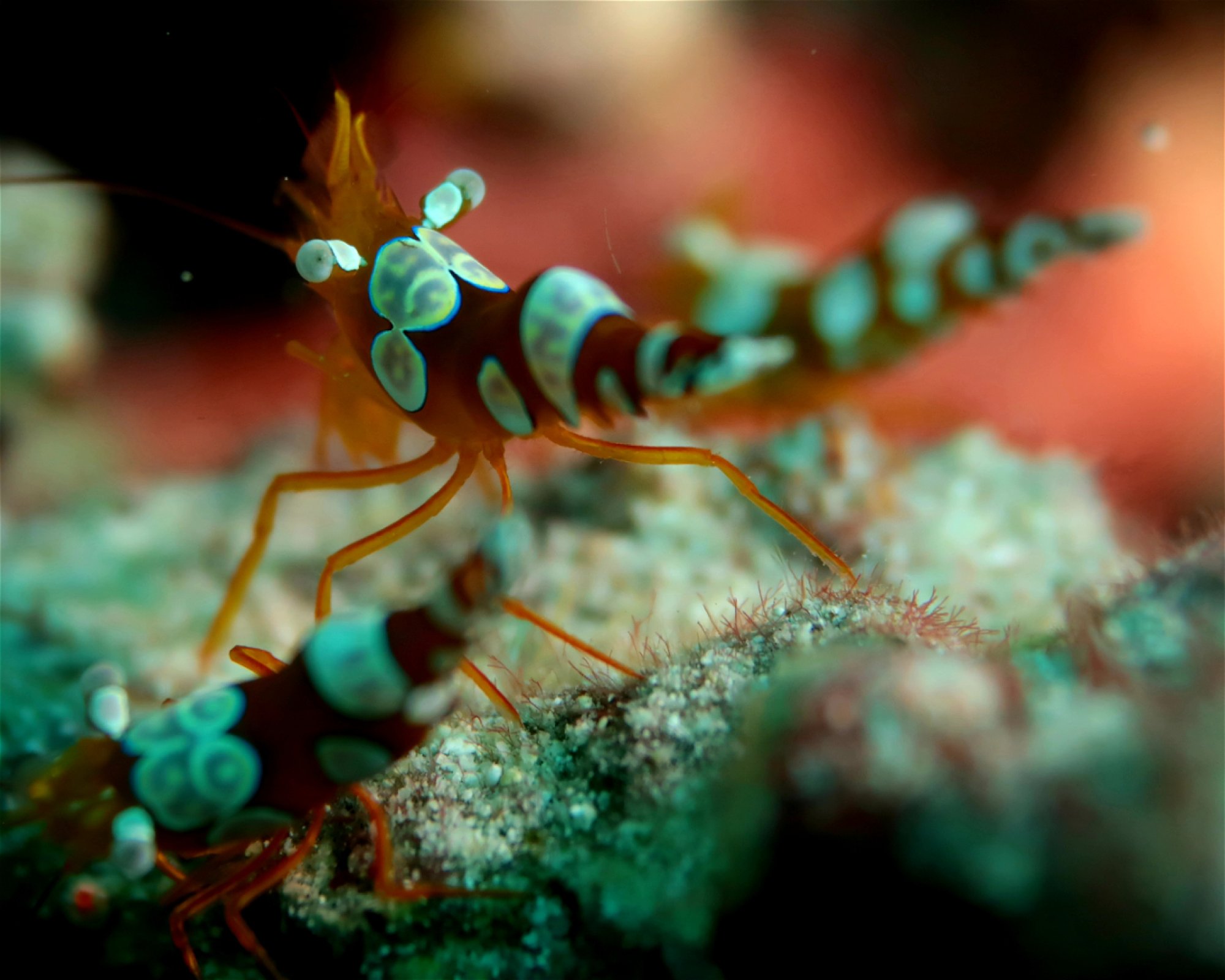 DivePoint Meedhupparu, 960 Meedhupparu