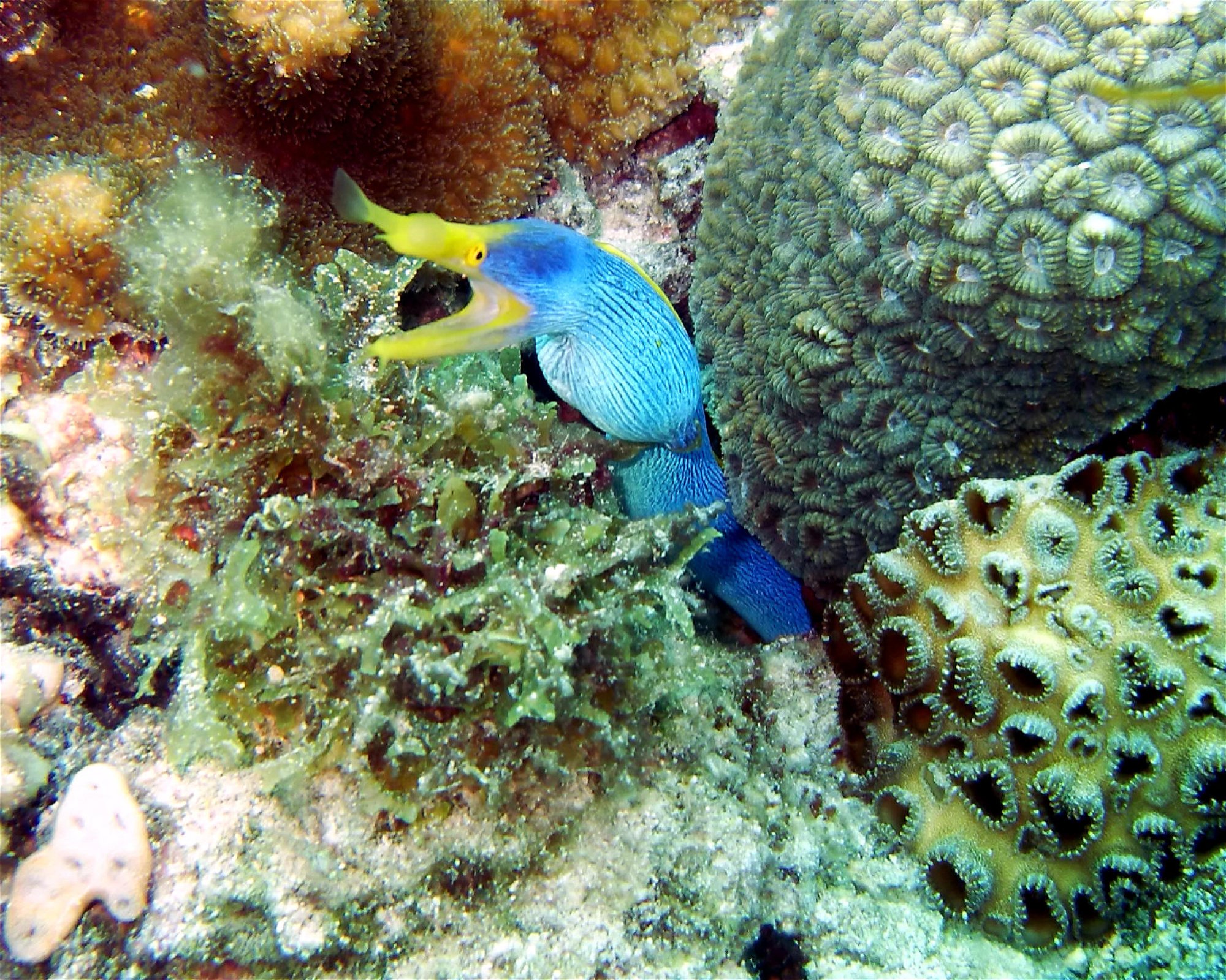 DivePoint Meedhupparu, 960 Meedhupparu
