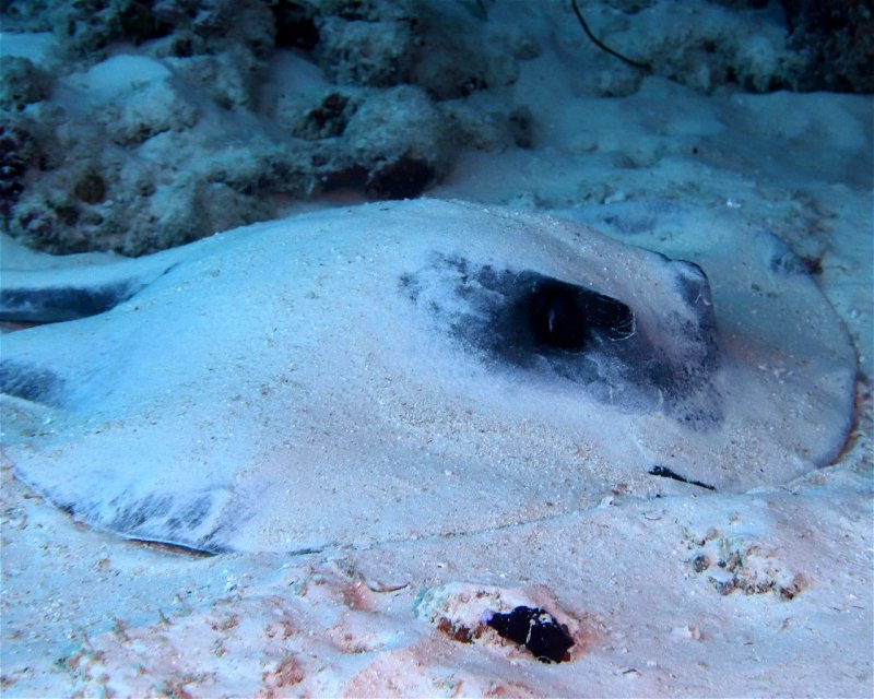 Divesite Image