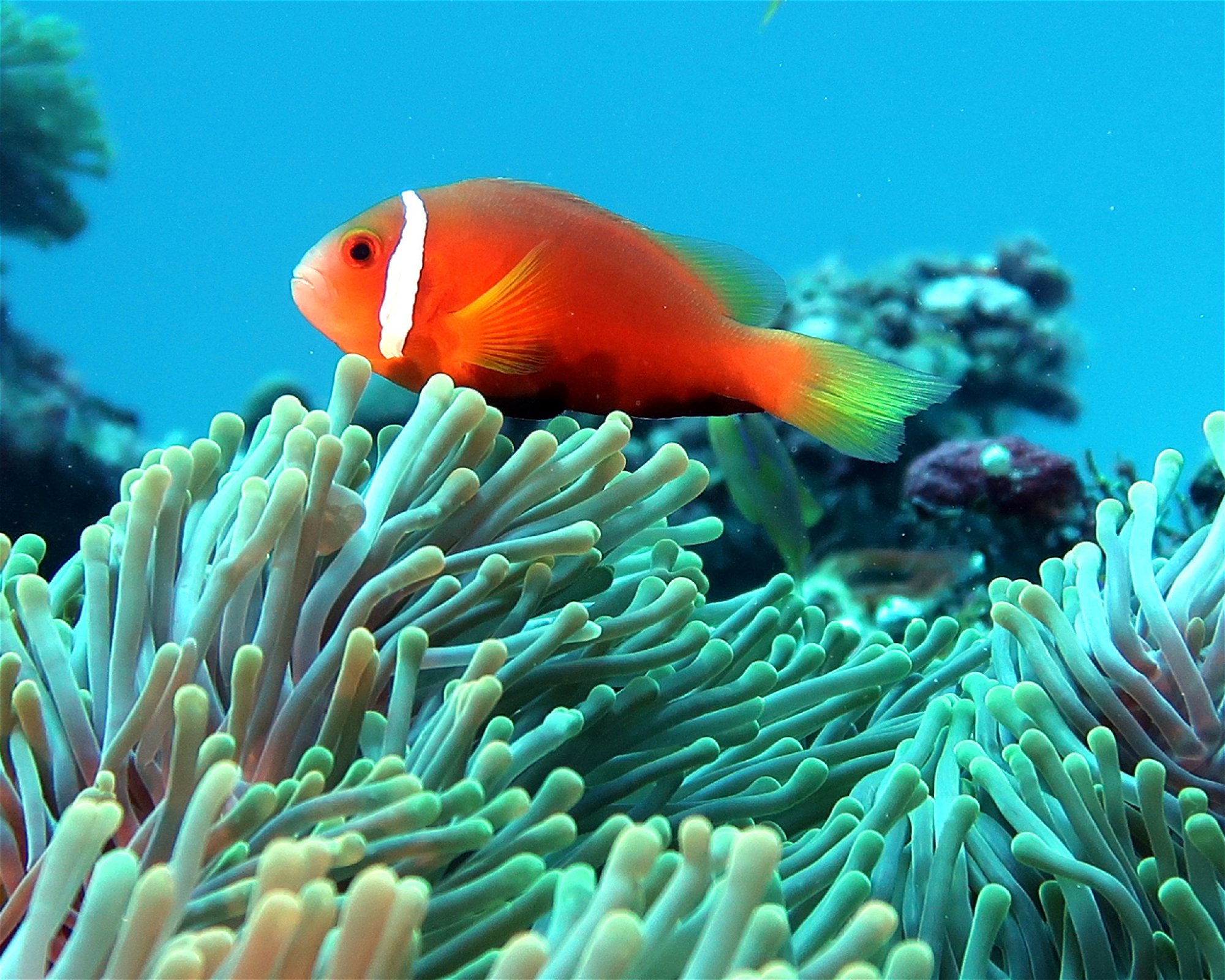 DivePoint Meedhupparu, 960 Meedhupparu