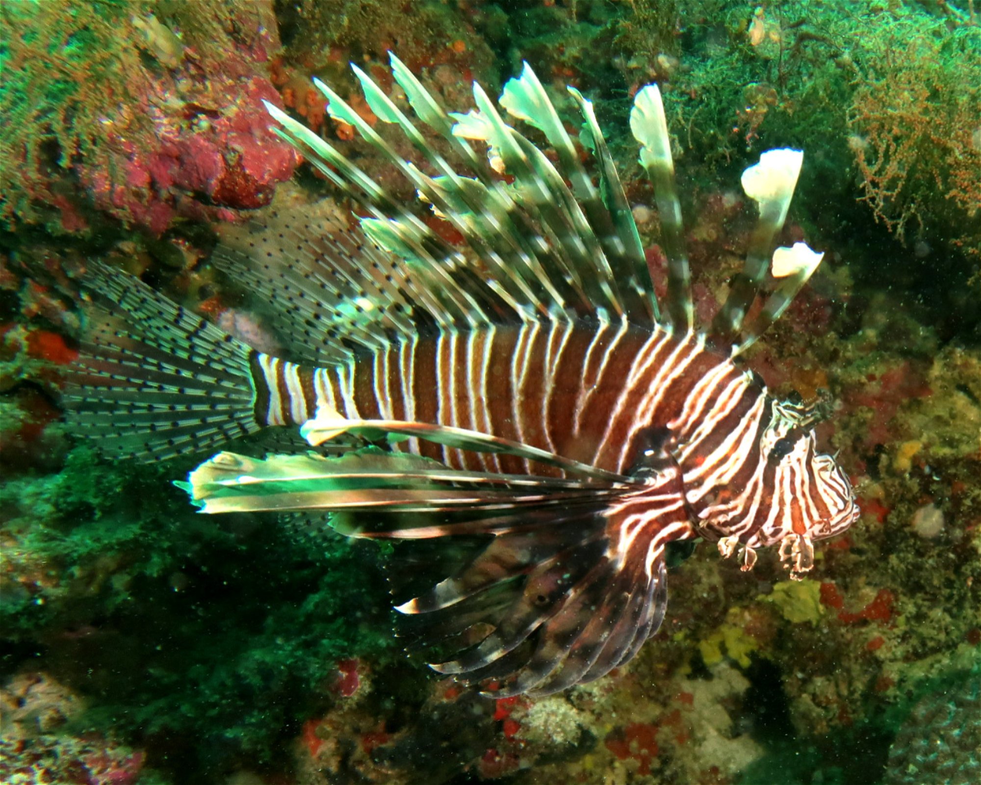 DivePoint Meedhupparu, 960 Meedhupparu