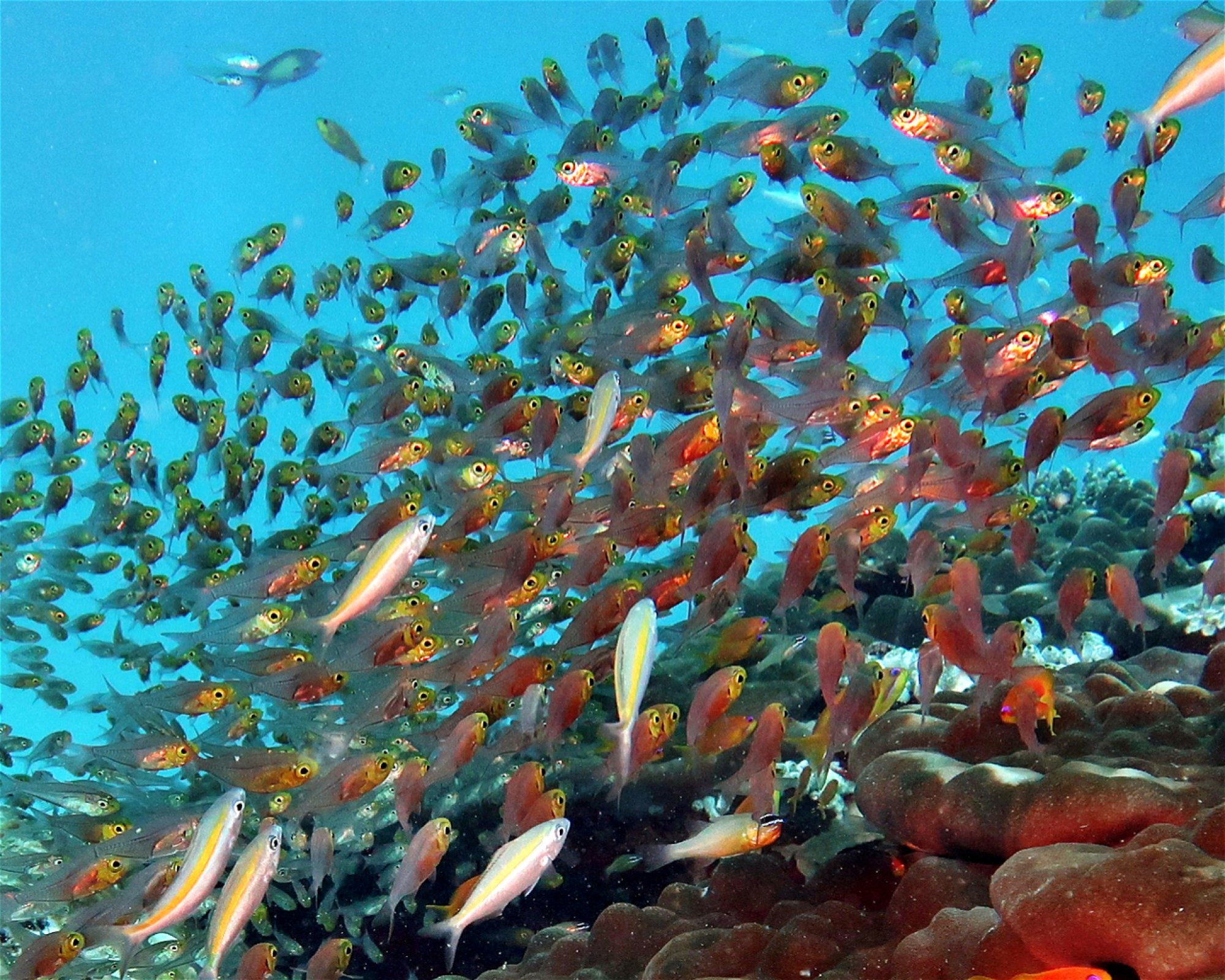 DivePoint Meedhupparu, 960 Meedhupparu