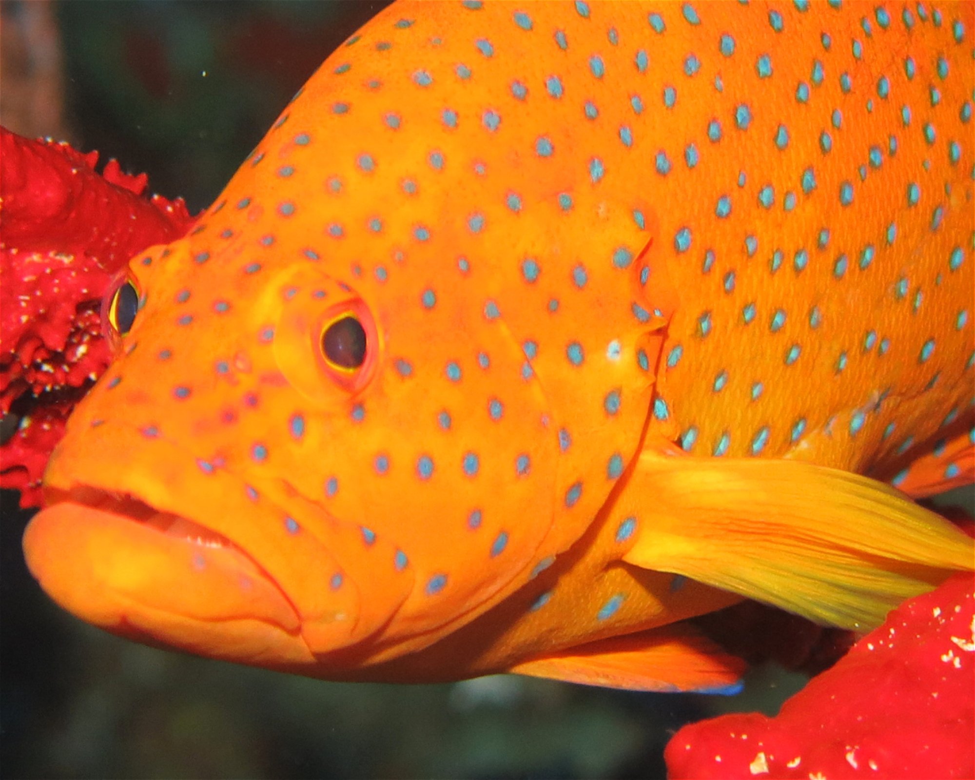 DivePoint Meedhupparu, 960 Meedhupparu