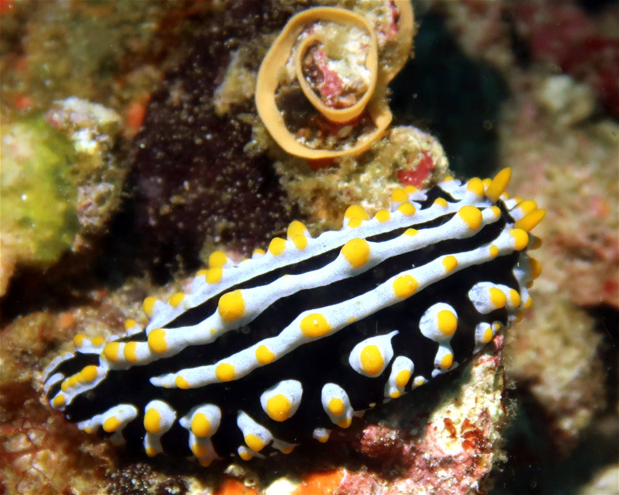 DivePoint Meedhupparu, 960 Meedhupparu