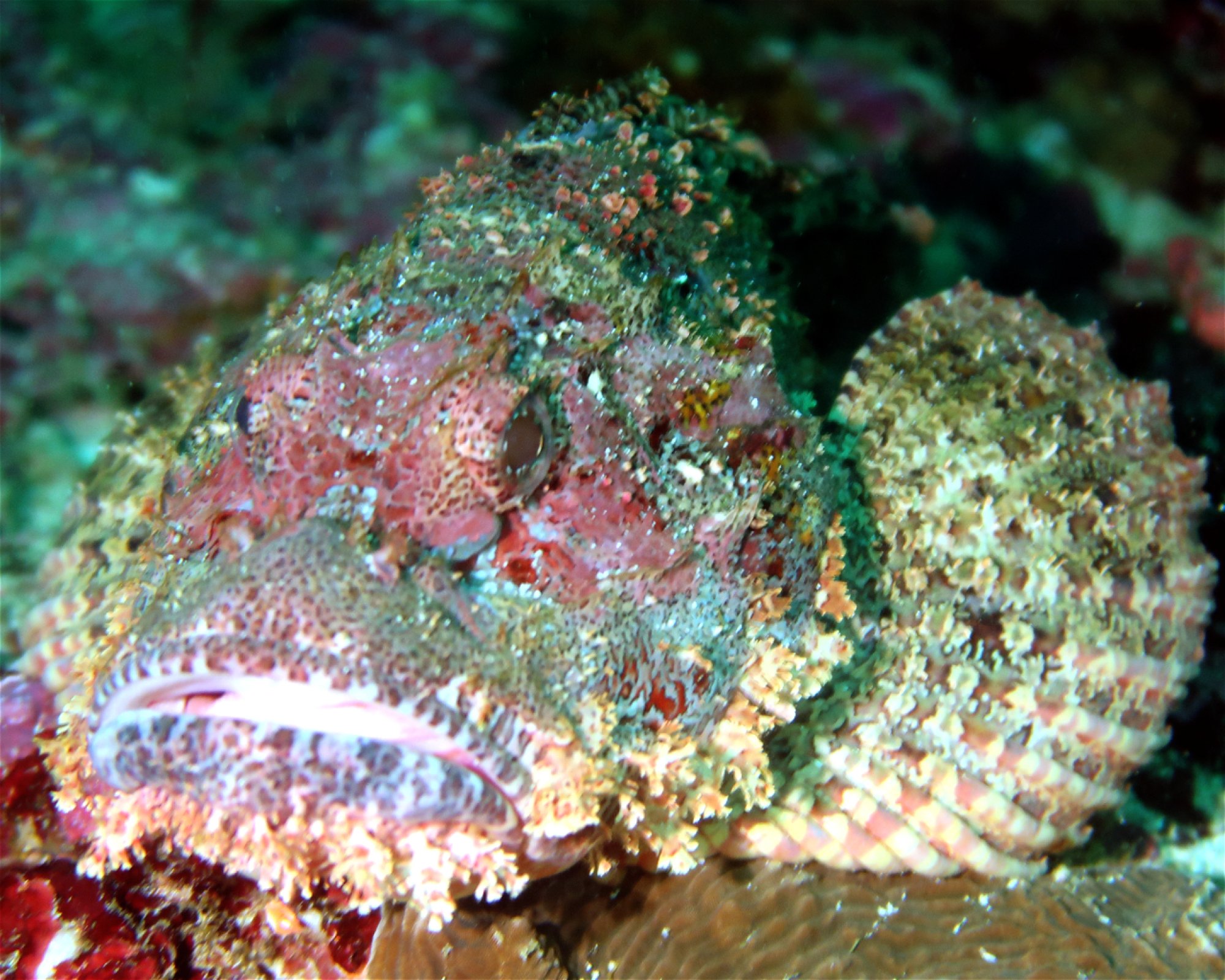 DivePoint Meedhupparu, 960 Meedhupparu