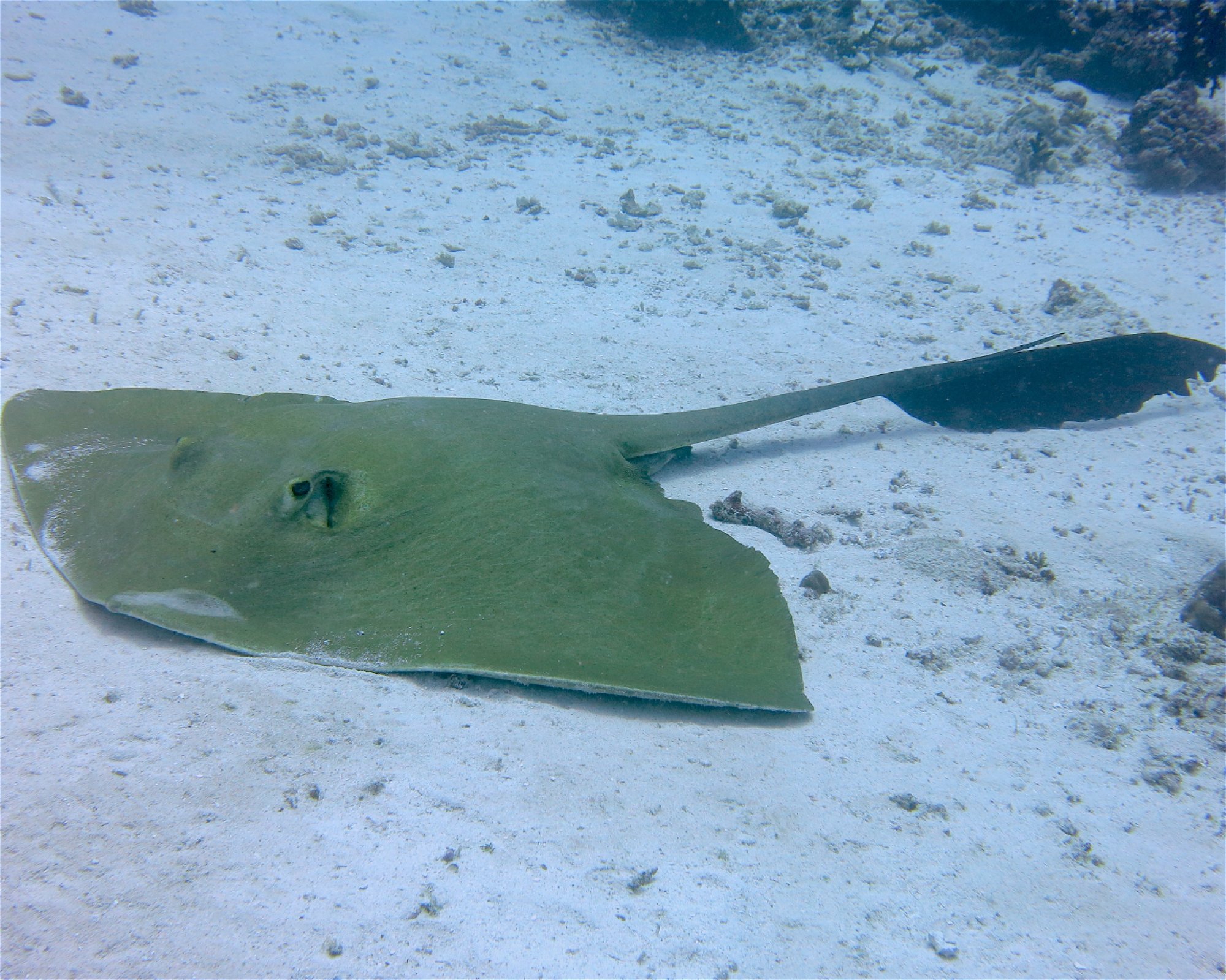 DivePoint Meedhupparu, 960 Meedhupparu