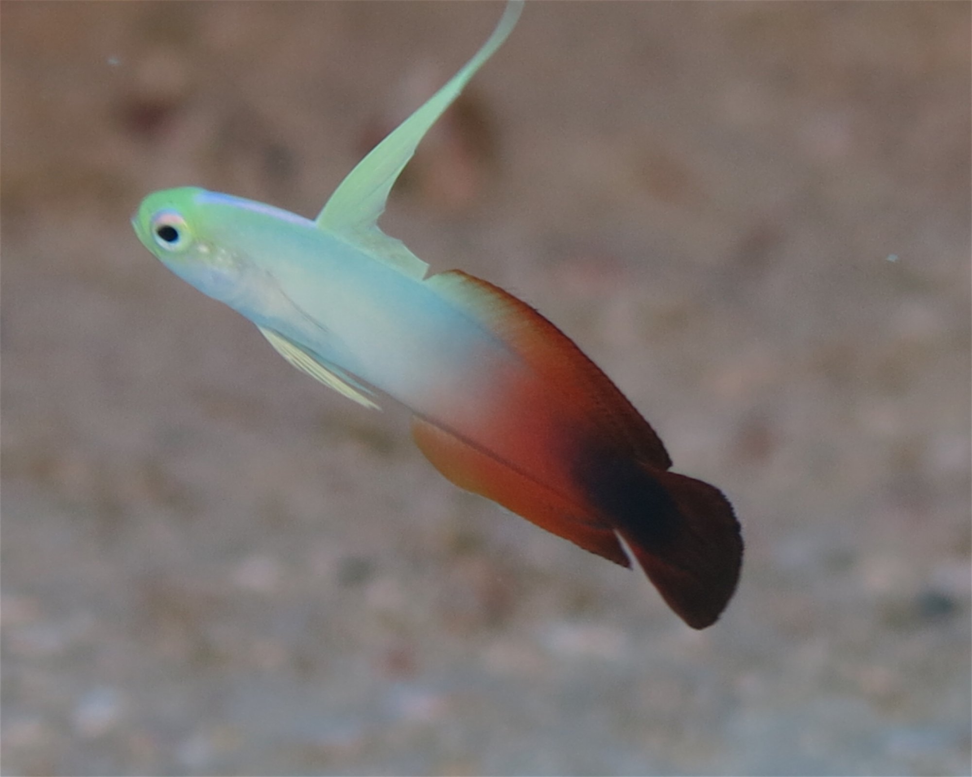 DivePoint Meedhupparu, 960 Meedhupparu