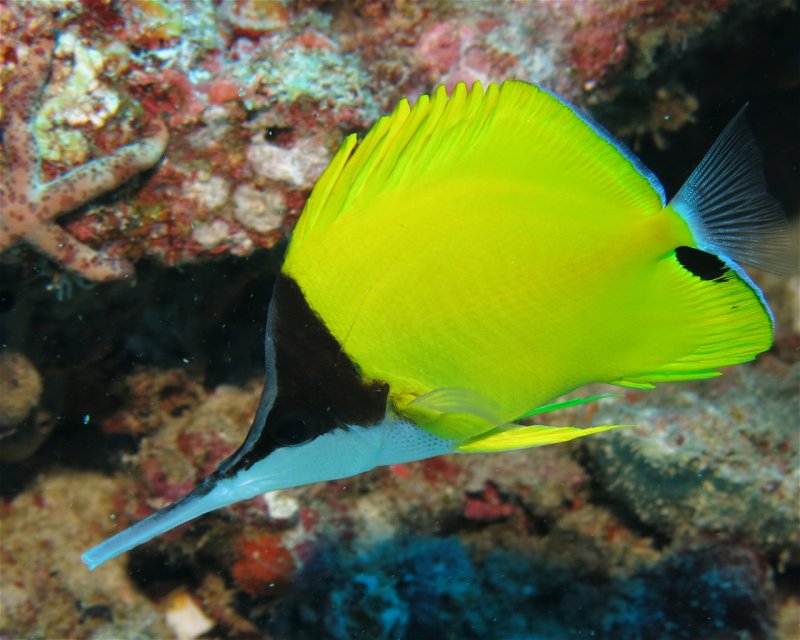 Divesite Image