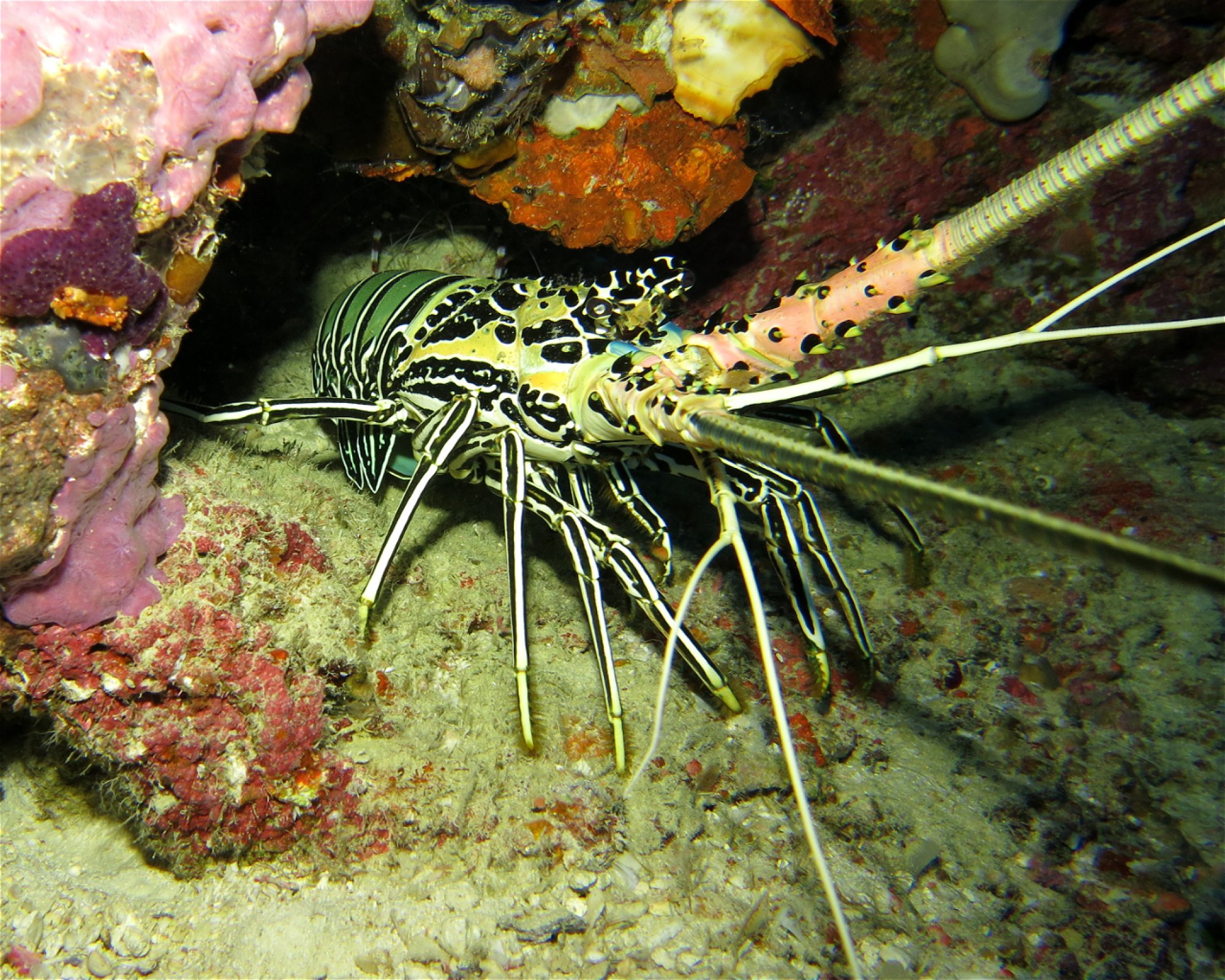DivePoint Meedhupparu, 960 Meedhupparu