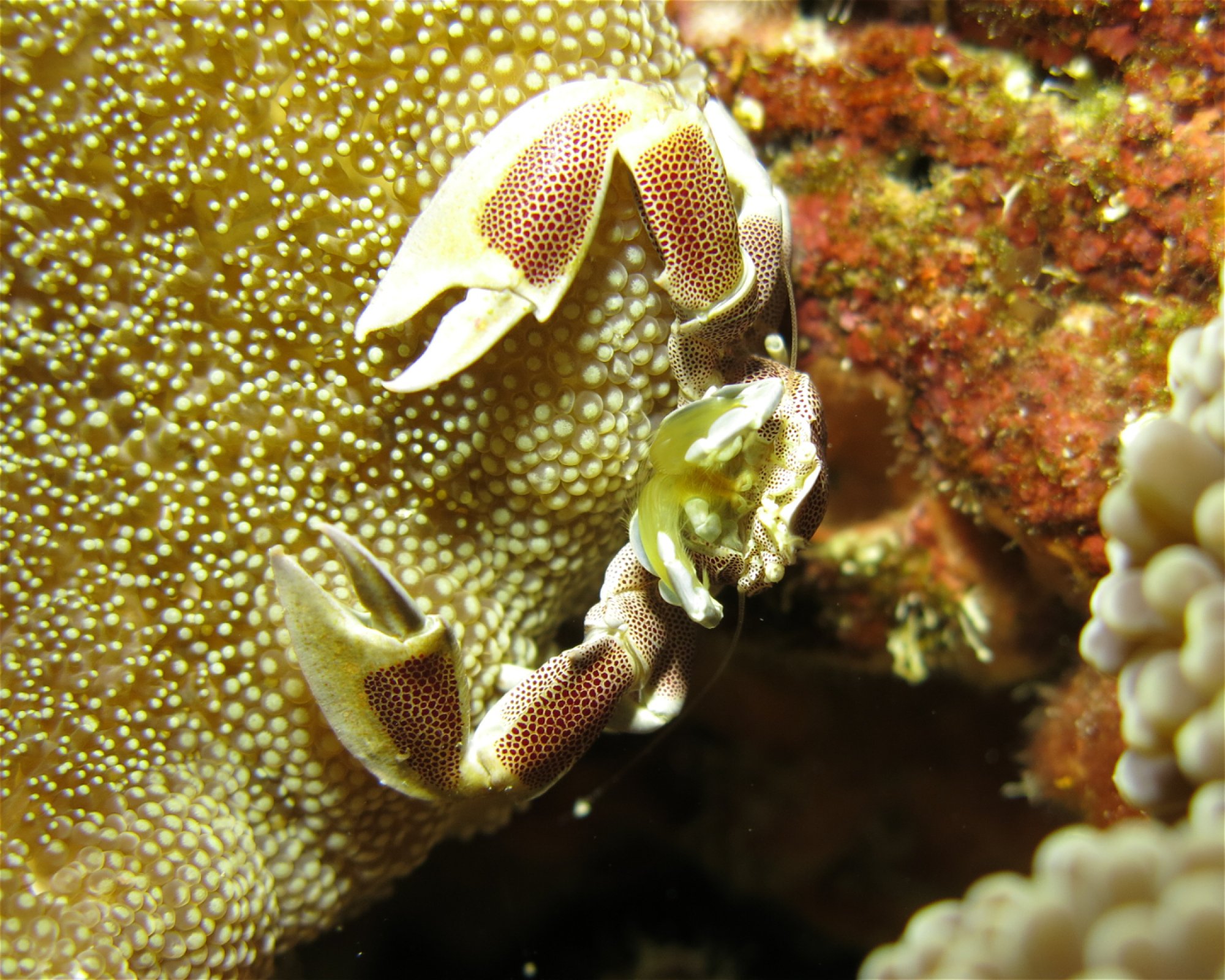 DivePoint Meedhupparu, 960 Meedhupparu