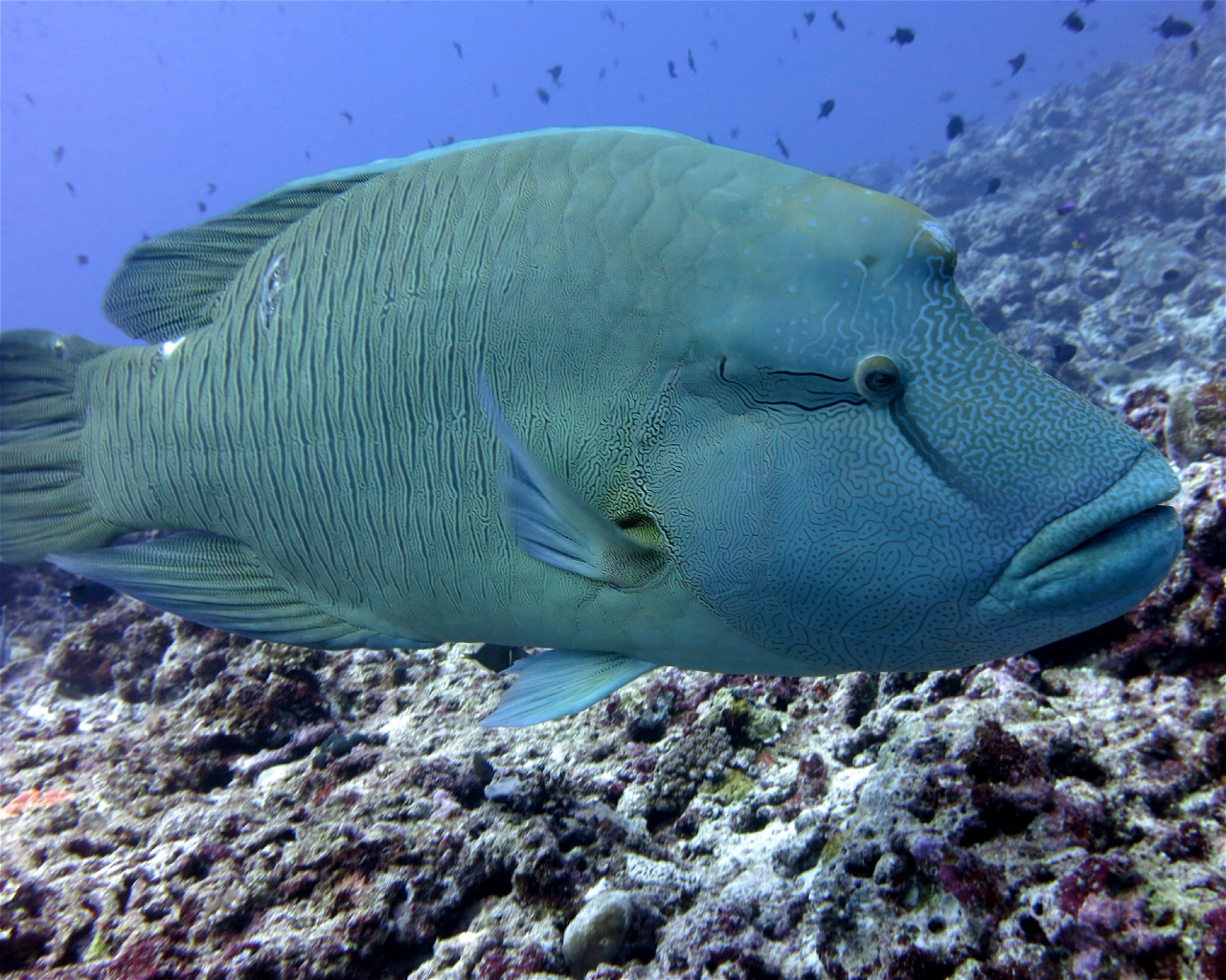 DivePoint Meedhupparu, 960 Meedhupparu