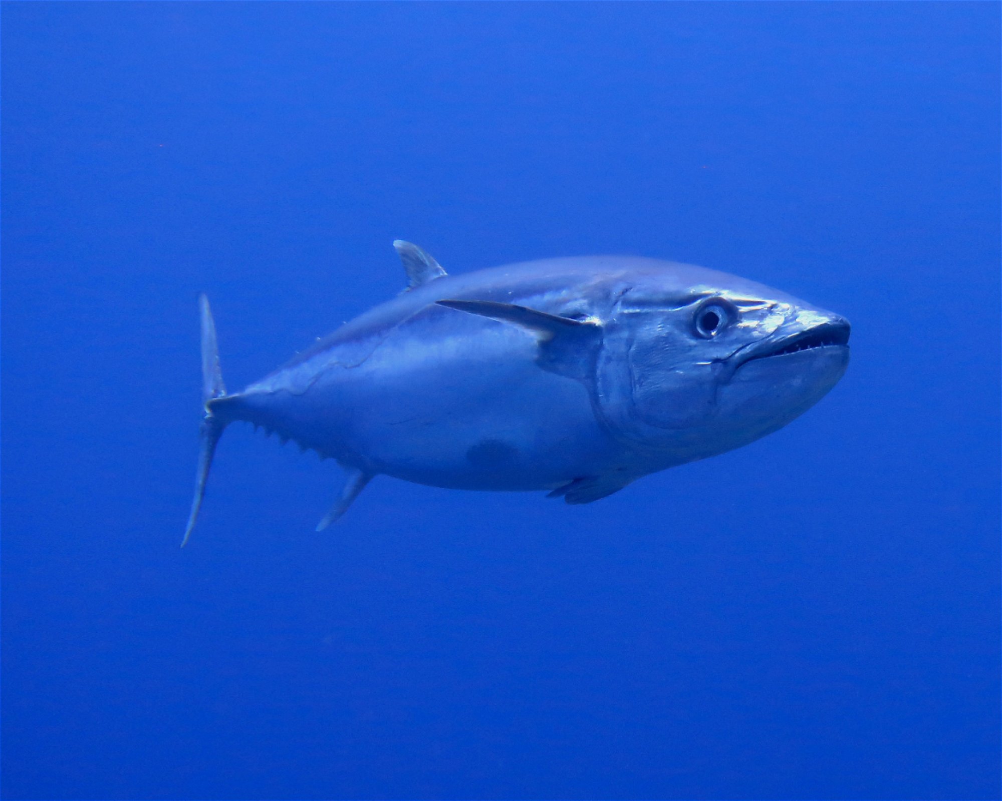 DivePoint Meedhupparu, 960 Meedhupparu