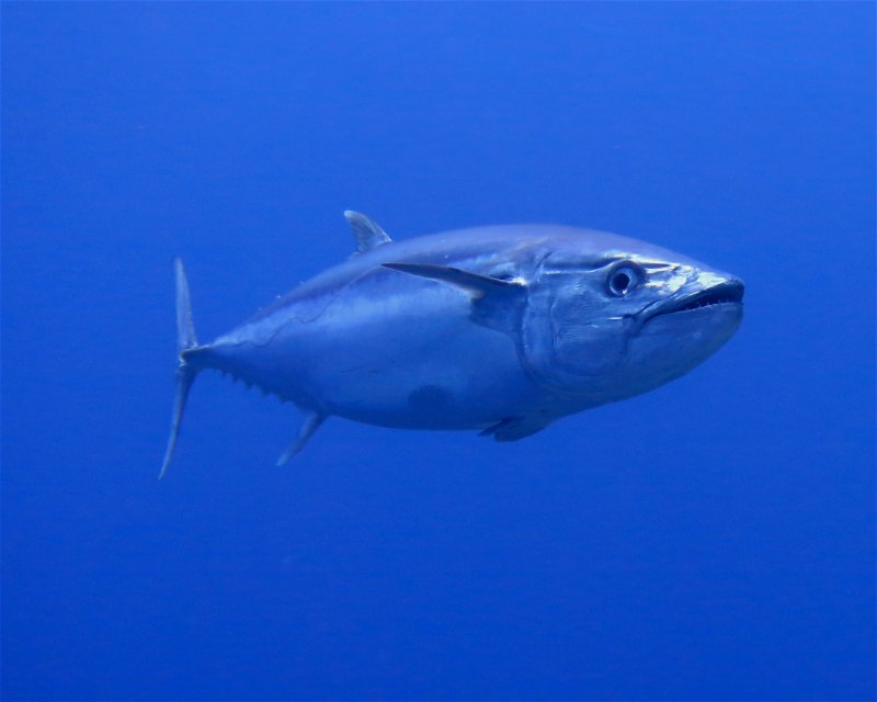 Divesite Image