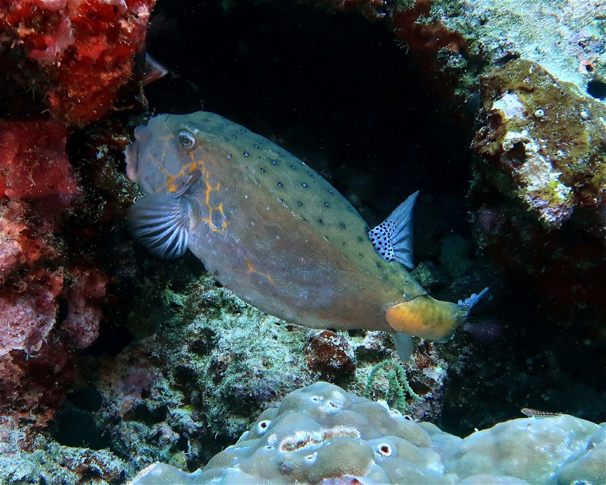 DivePoint Meedhupparu, 960 Meedhupparu