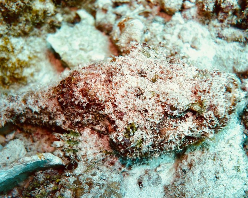 Divesite Image