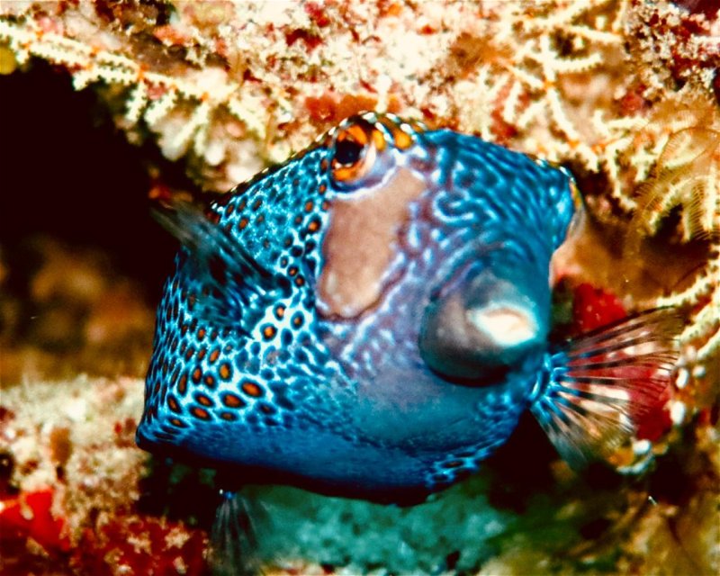 Divesite Image