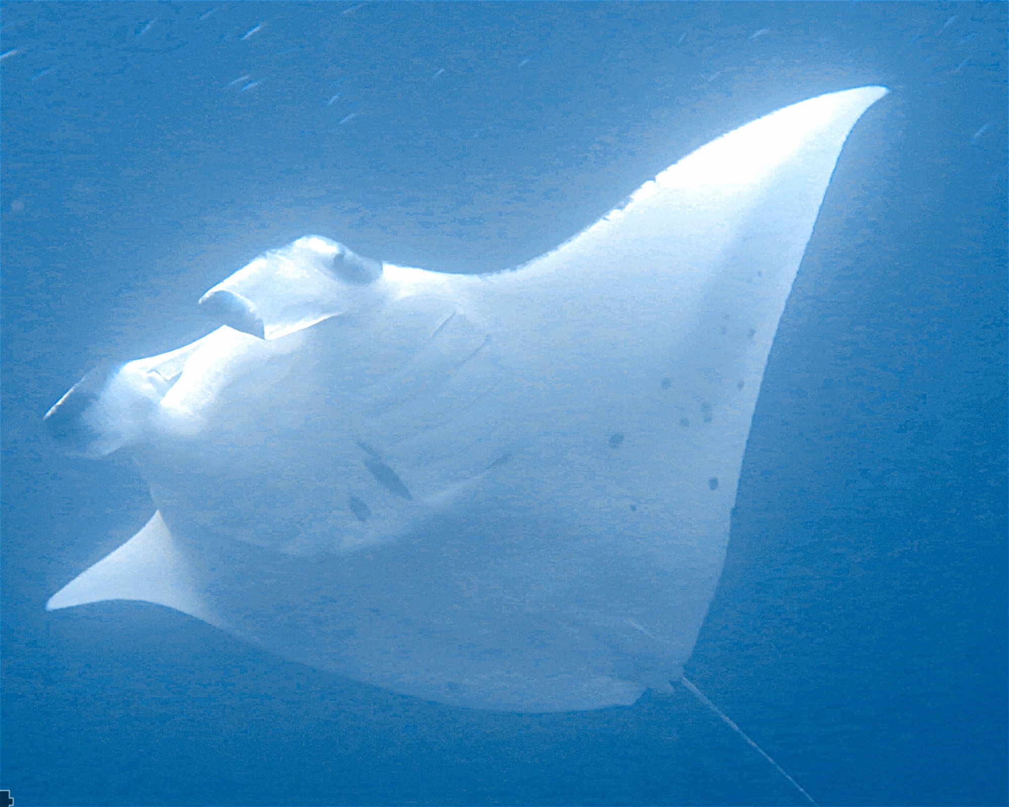 DivePoint Meedhupparu, 960 Meedhupparu