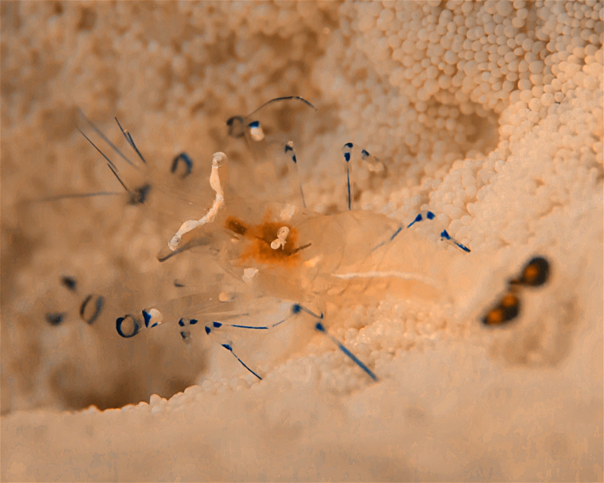 DivePoint Meedhupparu, 960 Meedhupparu