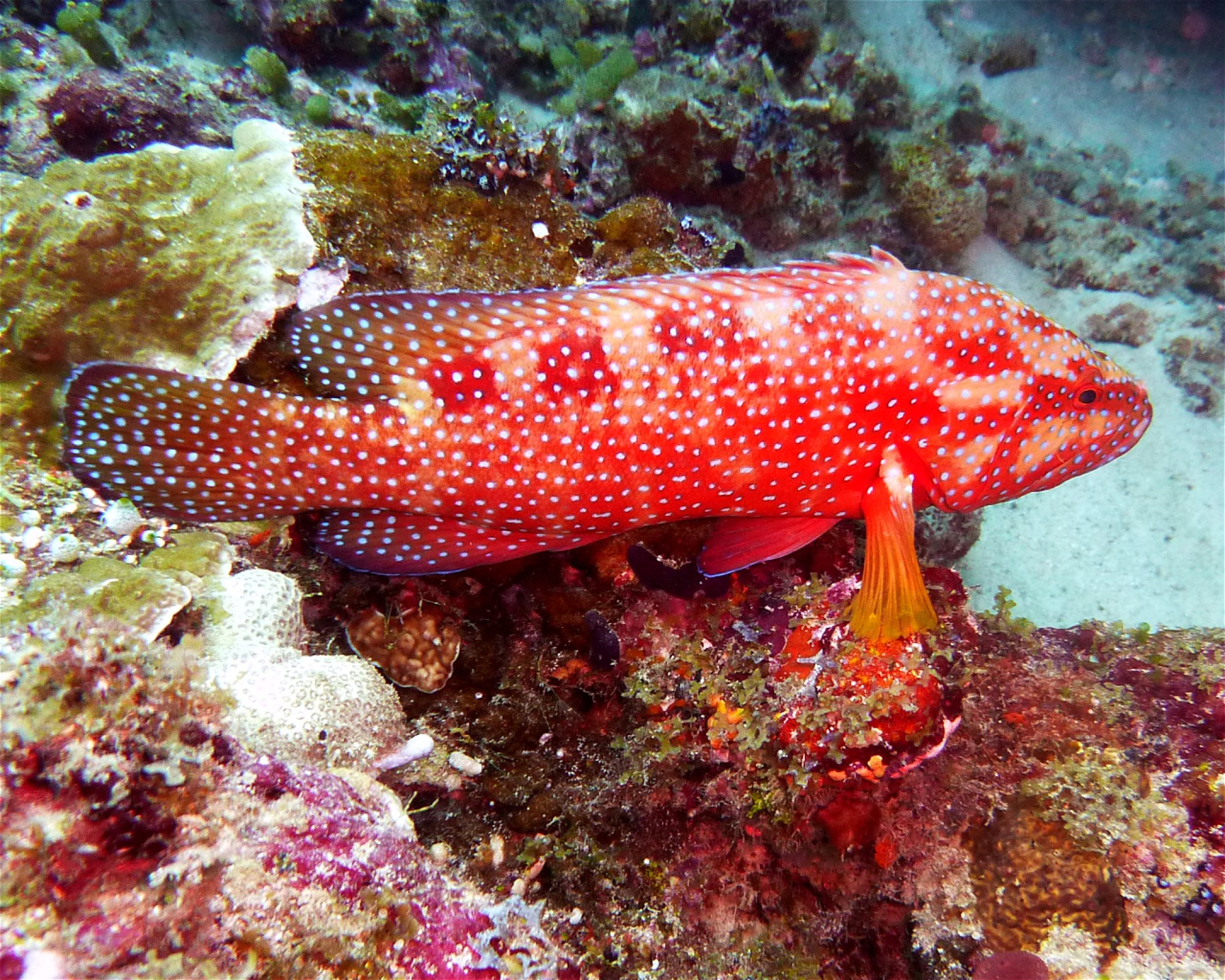 DivePoint Meedhupparu, 960 Meedhupparu