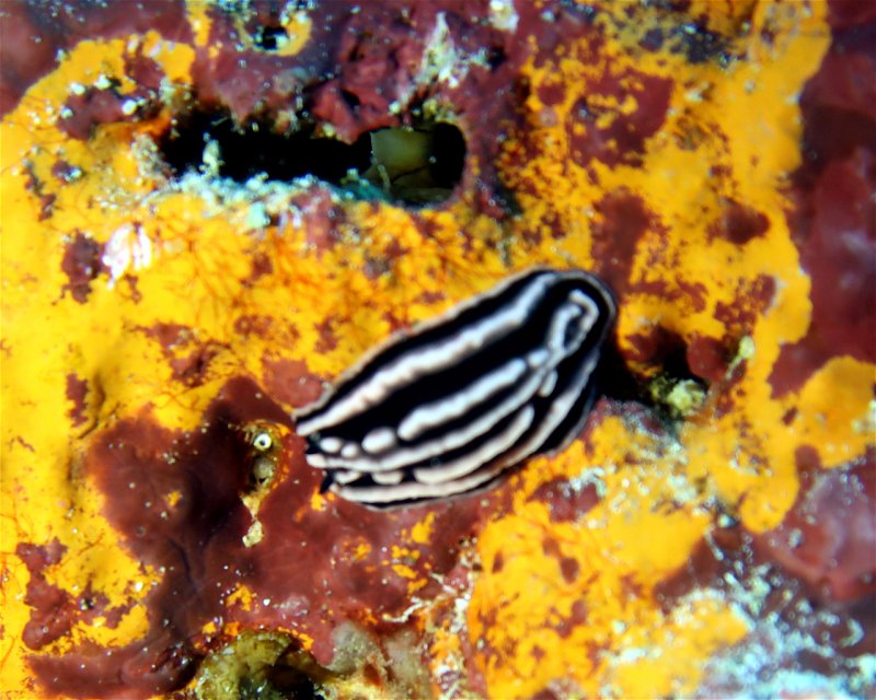Divesite Image