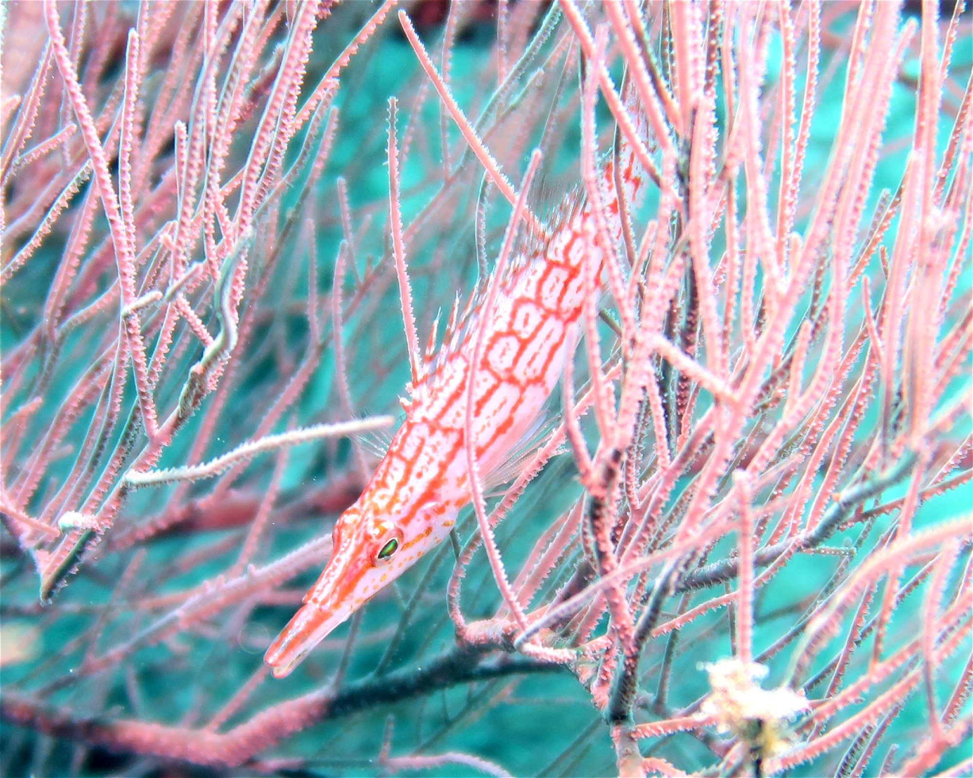 DivePoint Meedhupparu, 960 Meedhupparu