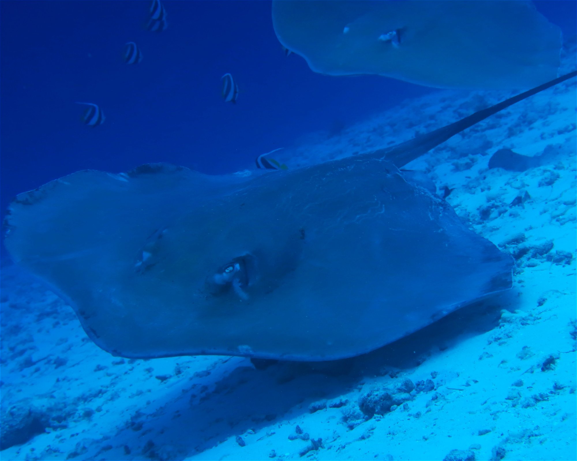 DivePoint Meedhupparu, 960 Meedhupparu