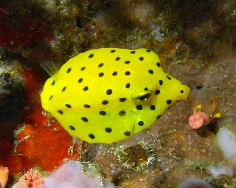 Divesite Image