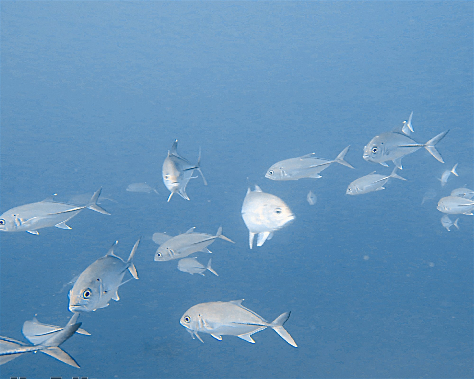 DivePoint Meedhupparu, 960 Meedhupparu