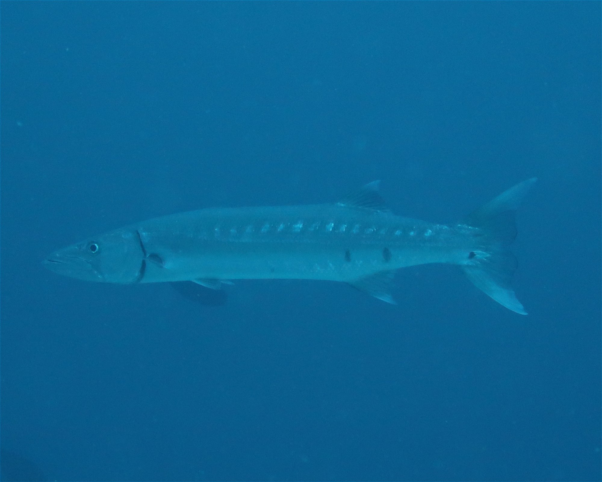 DivePoint Meedhupparu, 960 Meedhupparu