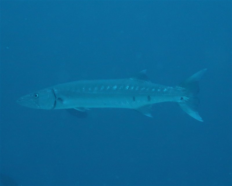 Divesite Image