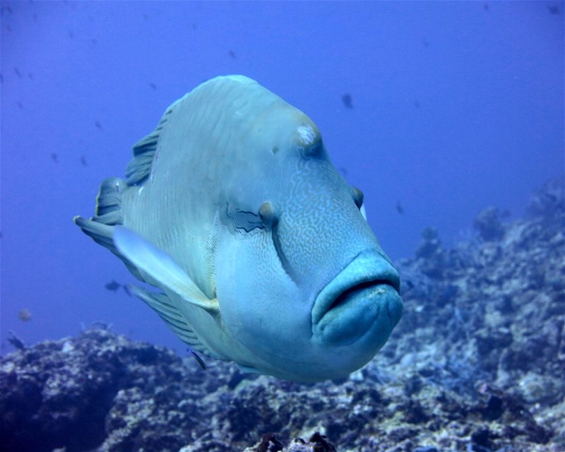 Divesite Image