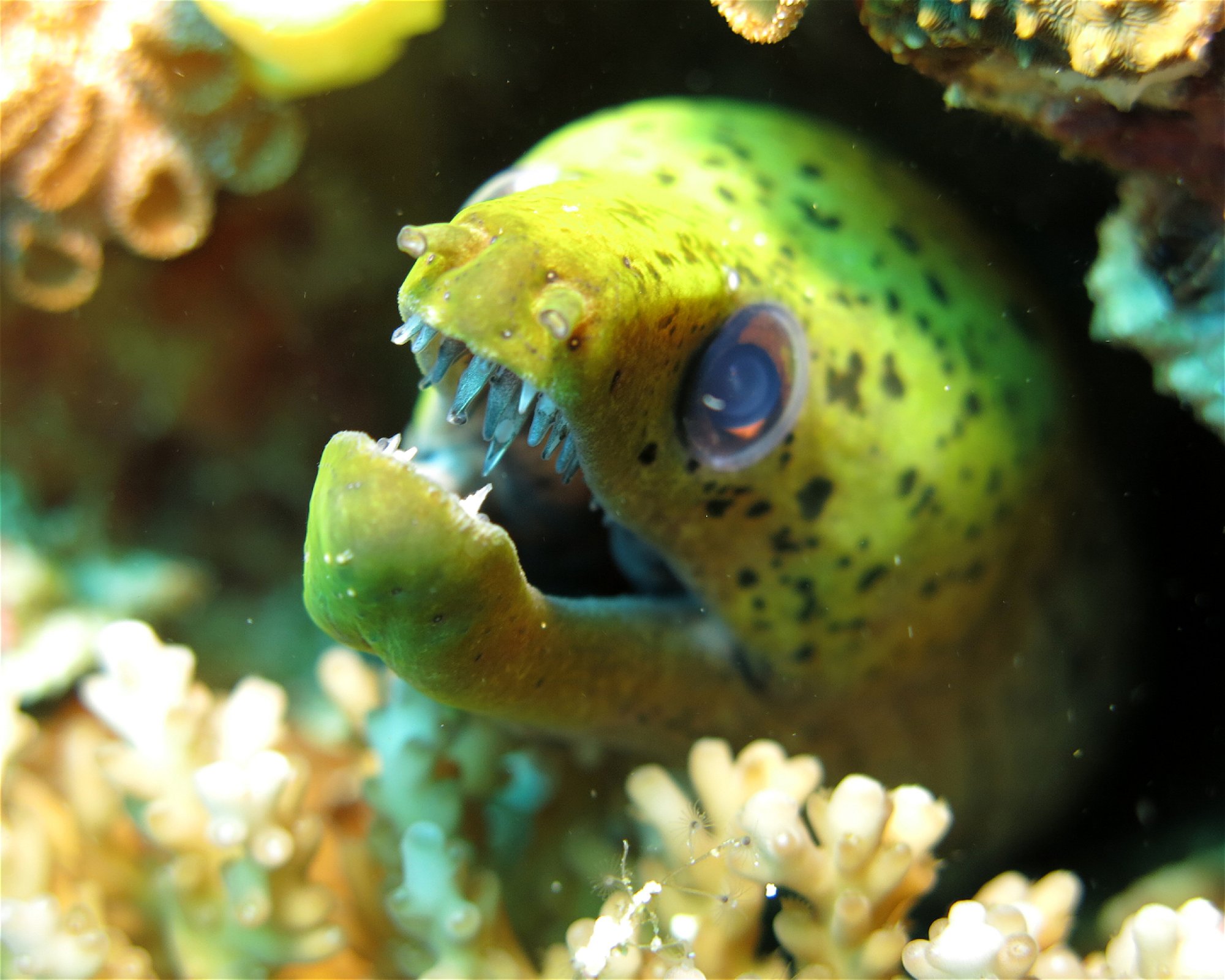 DivePoint Meedhupparu, 960 Meedhupparu