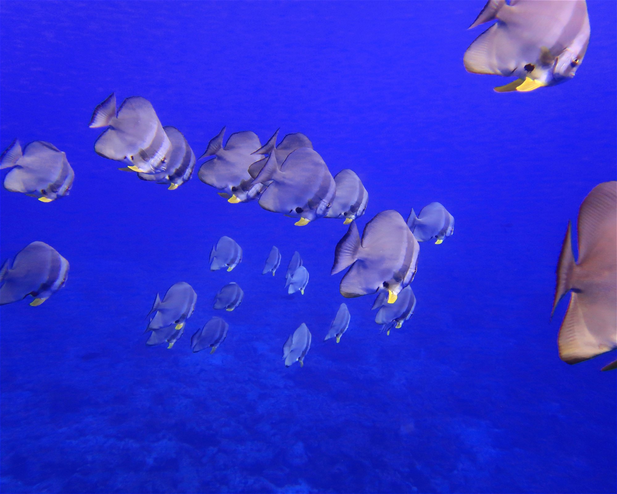 DivePoint Meedhupparu, 960 Meedhupparu