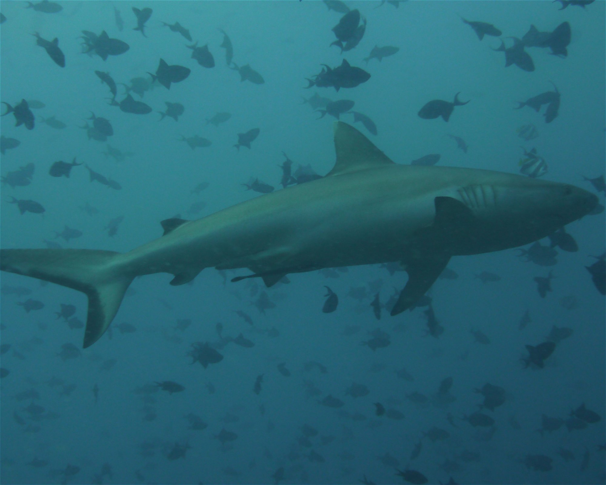 DivePoint Meedhupparu, 960 Meedhupparu