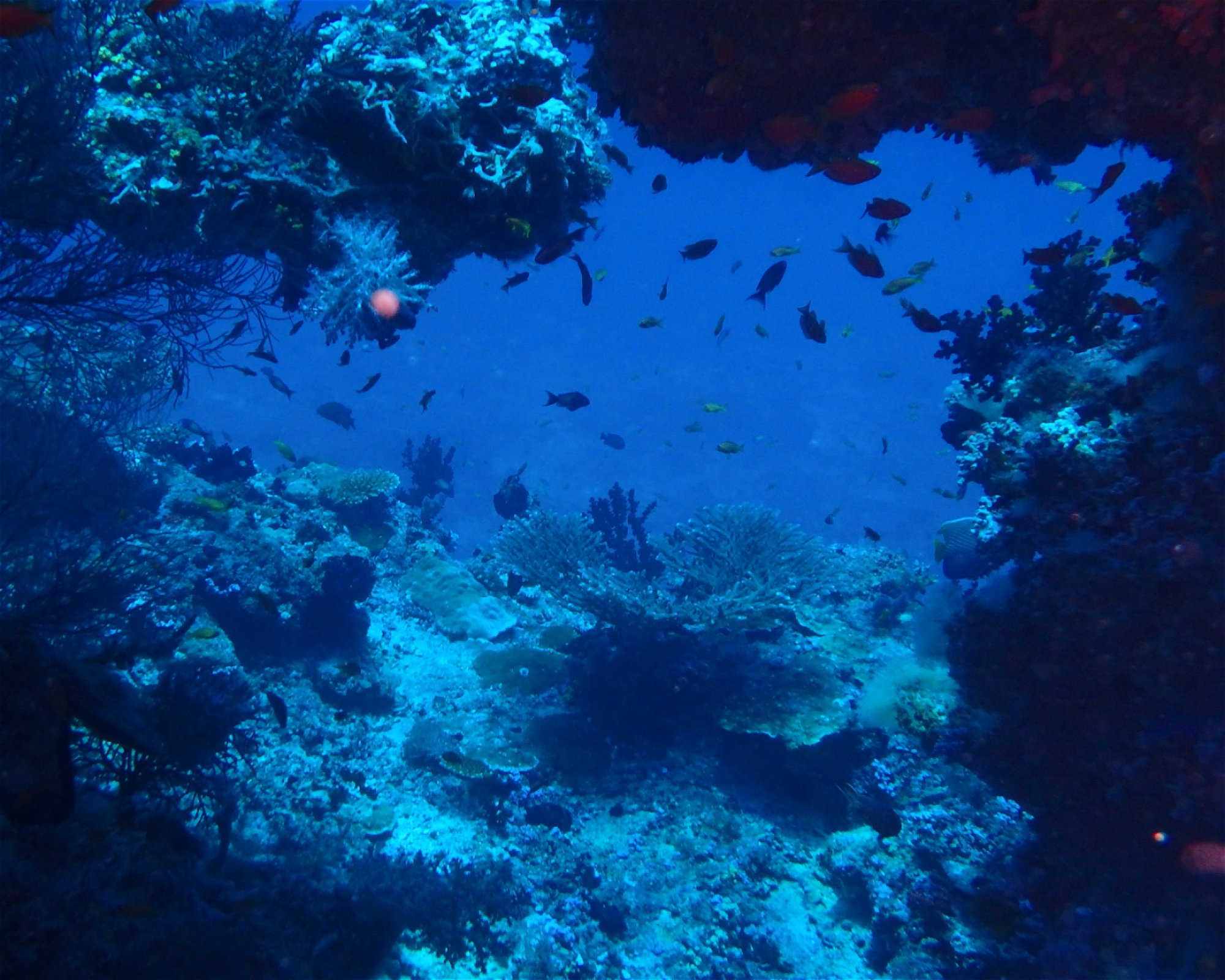 DivePoint Meedhupparu, 960 Meedhupparu