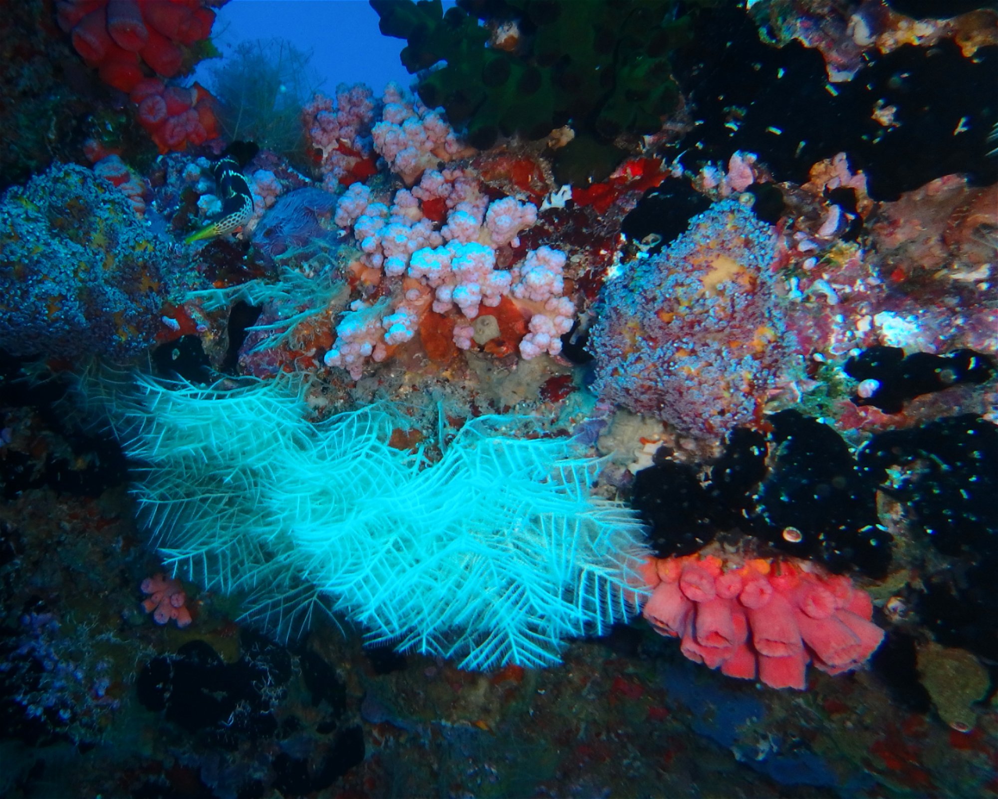DivePoint Meedhupparu, 960 Meedhupparu