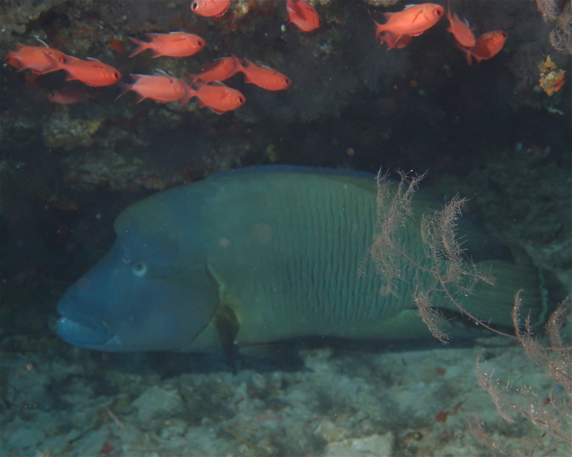 DivePoint Meedhupparu, 960 Meedhupparu