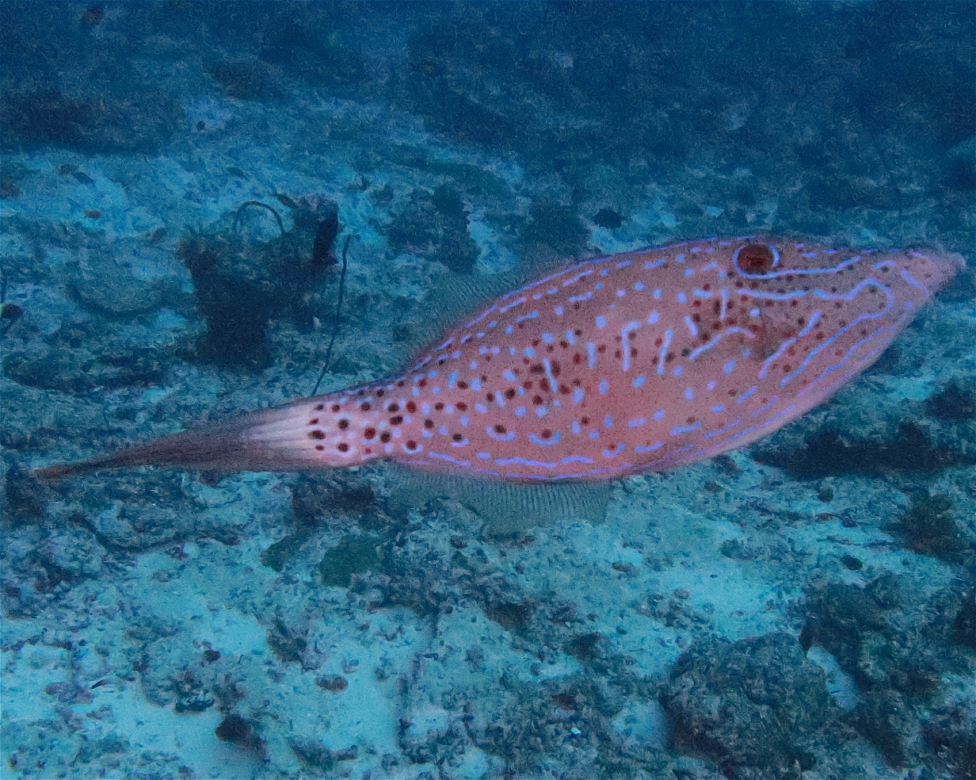 DivePoint Meedhupparu, 960 Meedhupparu