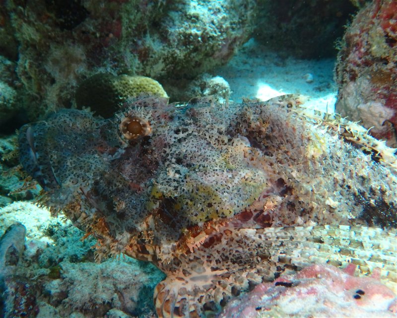 Divesite Image