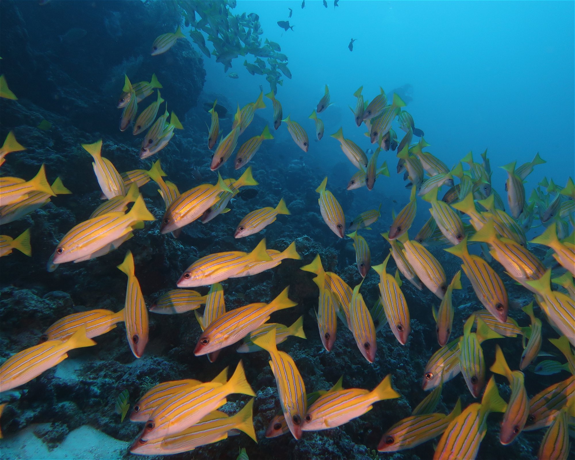 DivePoint Meedhupparu, 960 Meedhupparu