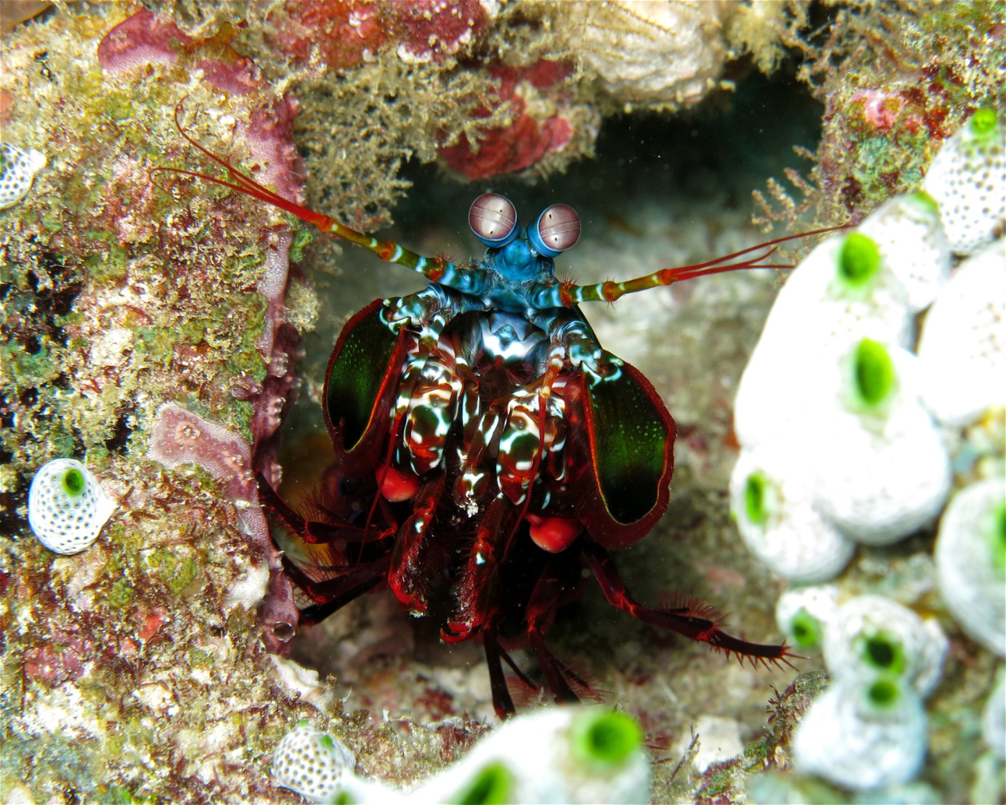 DivePoint Meedhupparu, 960 Meedhupparu
