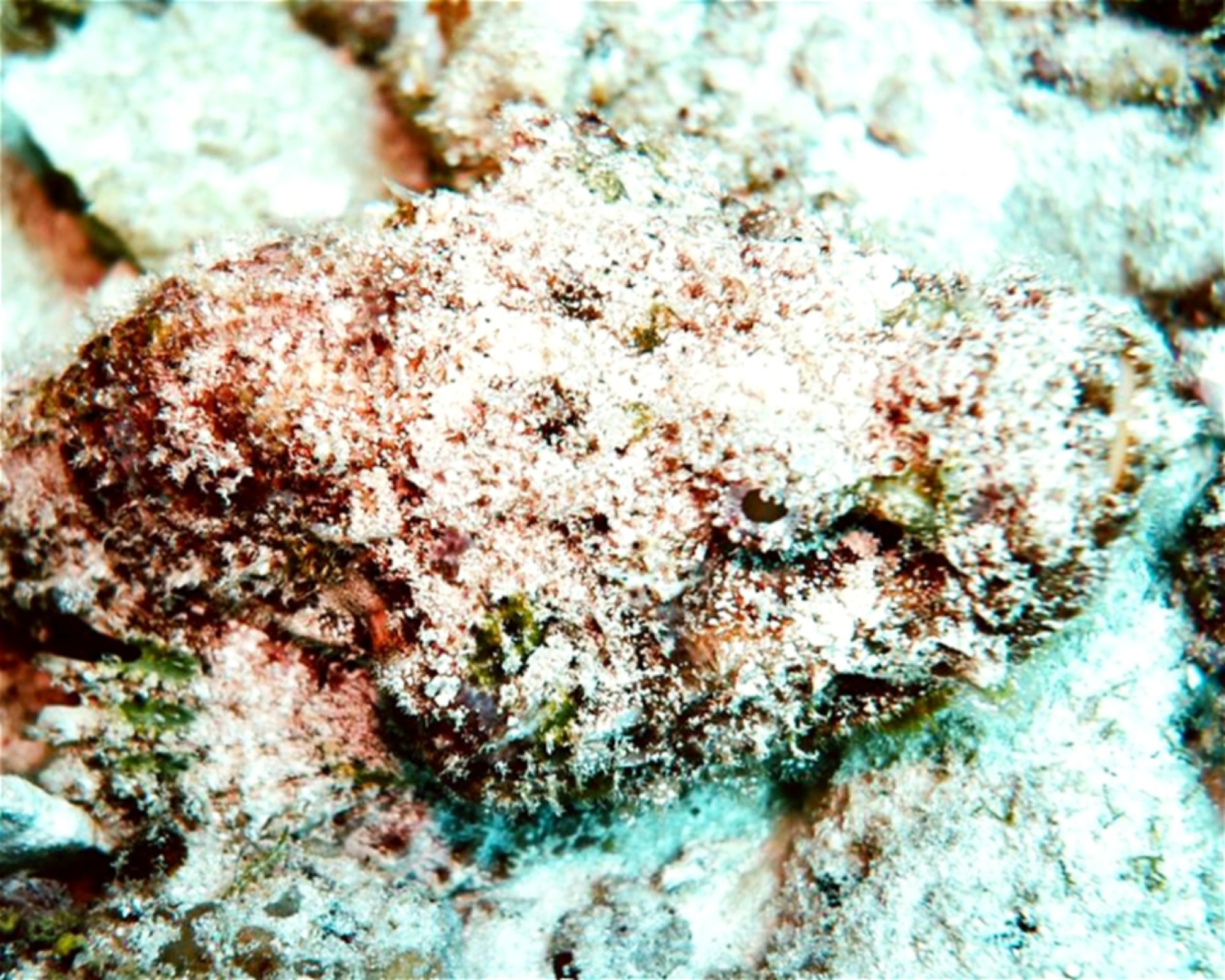 DivePoint Meedhupparu, 960 Meedhupparu