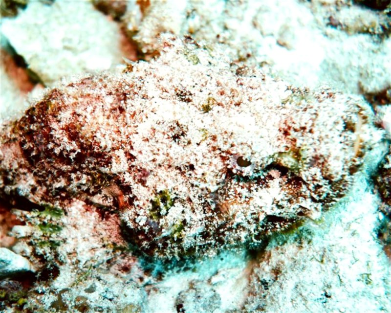 Divesite Image